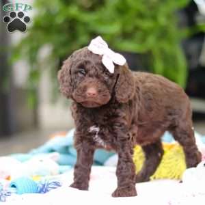 Bella, Mini Goldendoodle Puppy